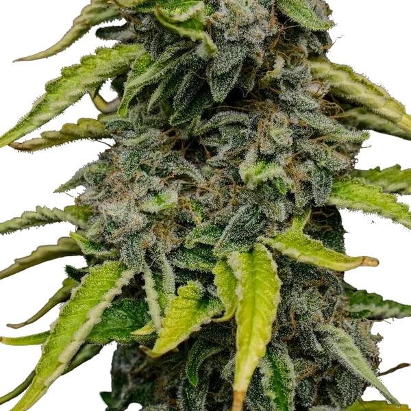Blue Cheese | PHOTOFEM | Royal Queen Seeds - Freigestellt 2026-05-22
