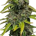 Blue Cheese | PHOTOFEM | Royal Queen Seeds - Freigestellt 2026-05-22