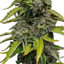 Blue Cheese | PHOTOFEM | Royal Queen Seeds - Freigestellt 2026-05-22