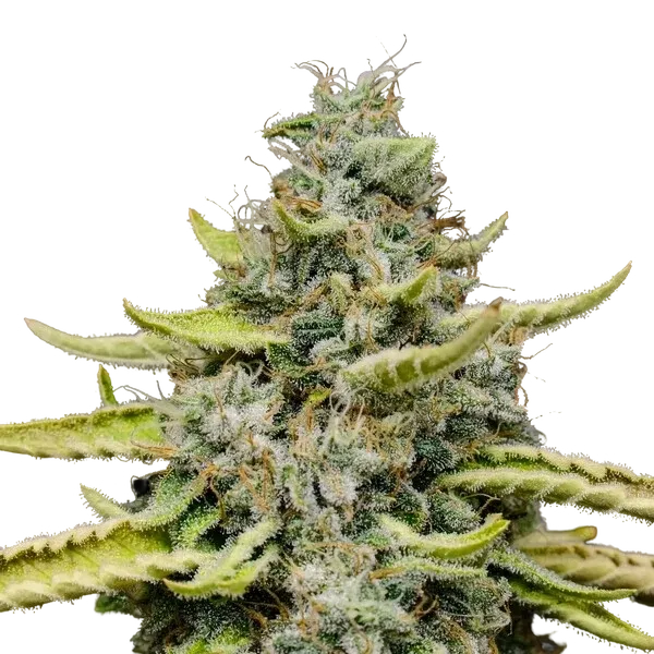 Blue Cheese | PHOTOFEM | Royal Queen Seeds - Freigestellt 2026-05-22