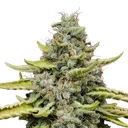 Blue Cheese | PHOTOFEM | Royal Queen Seeds - Freigestellt 2026-05-22