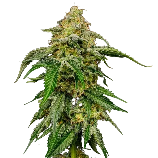 Blue Cheese | PHOTOFEM | Royal Queen Seeds - Freigestellt 2026-05-22