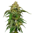 Blue Cheese | PHOTOFEM | Royal Queen Seeds - Freigestellt 2026-05-22