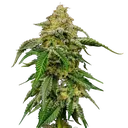 Blue Cheese | PHOTOFEM | Royal Queen Seeds - Freigestellt 2026-05-22