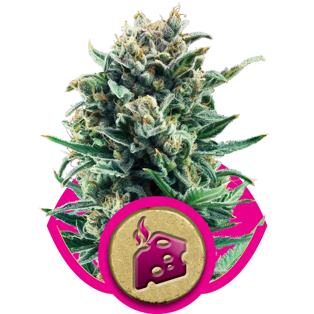 Blue Cheese | PHOTOFEM | Royal Queen Seeds - Freigestellt 2026-05-22