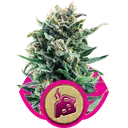 Blue Cheese | PHOTOFEM | Royal Queen Seeds - Freigestellt 2026-05-22