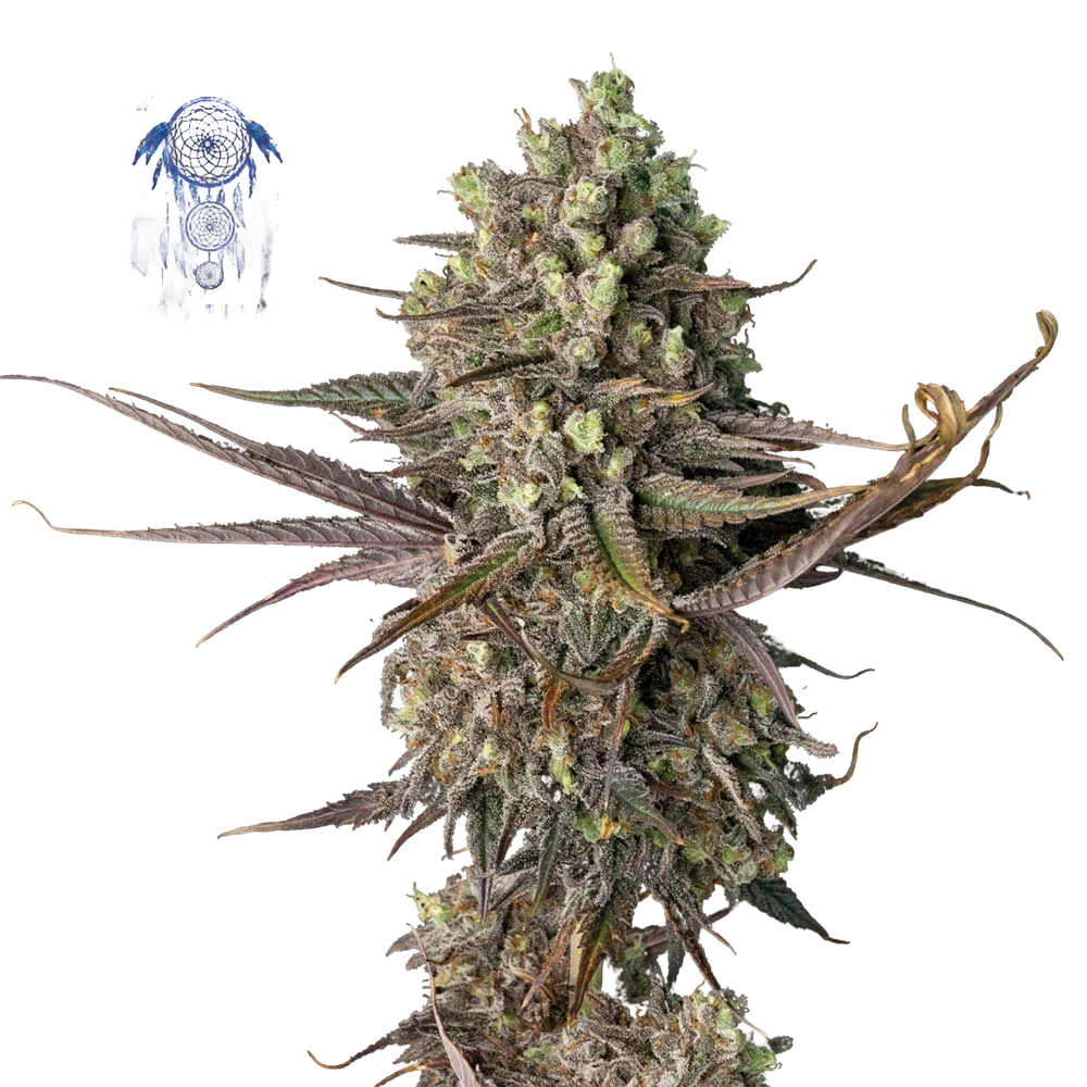 Blue Dream – Galerieansicht
