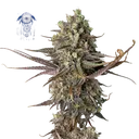 Blue Dream | PHOTOFEM | Seedsman - Freigestellt 2026-05-22