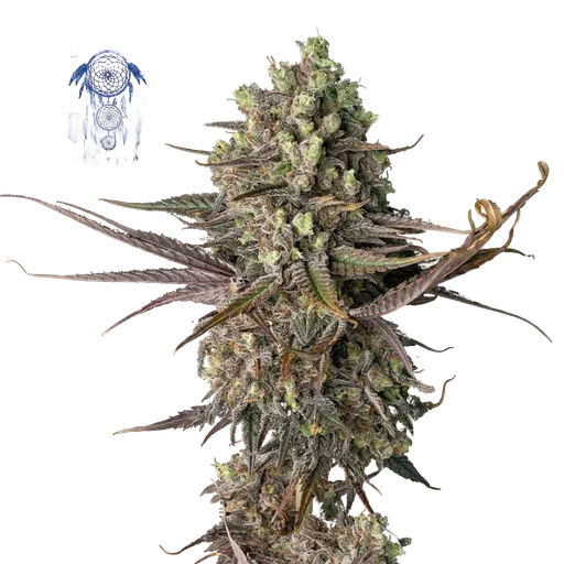 Blue Dream | PHOTOFEM | Seedsman - Freigestellt 2026-05-22