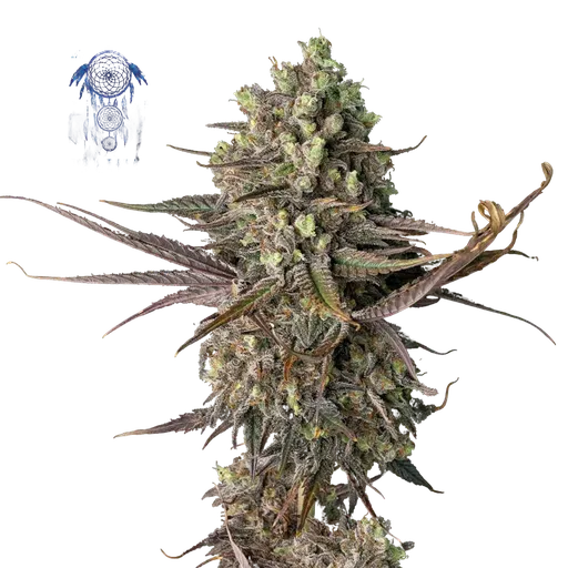 Blue Dream | PHOTOFEM | Seedsman - Freigestellt 2026-05-22