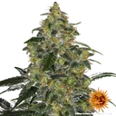 Blue Gelato 41 | PHOTOFEM | Barneys Farm - Freigestellt 2026-05-22