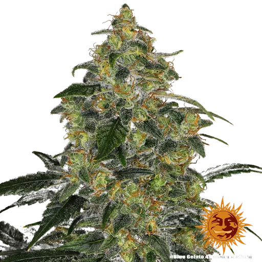 Blue Gelato 41 | PHOTOFEM | Barneys Farm - Freigestellt 2026-05-22