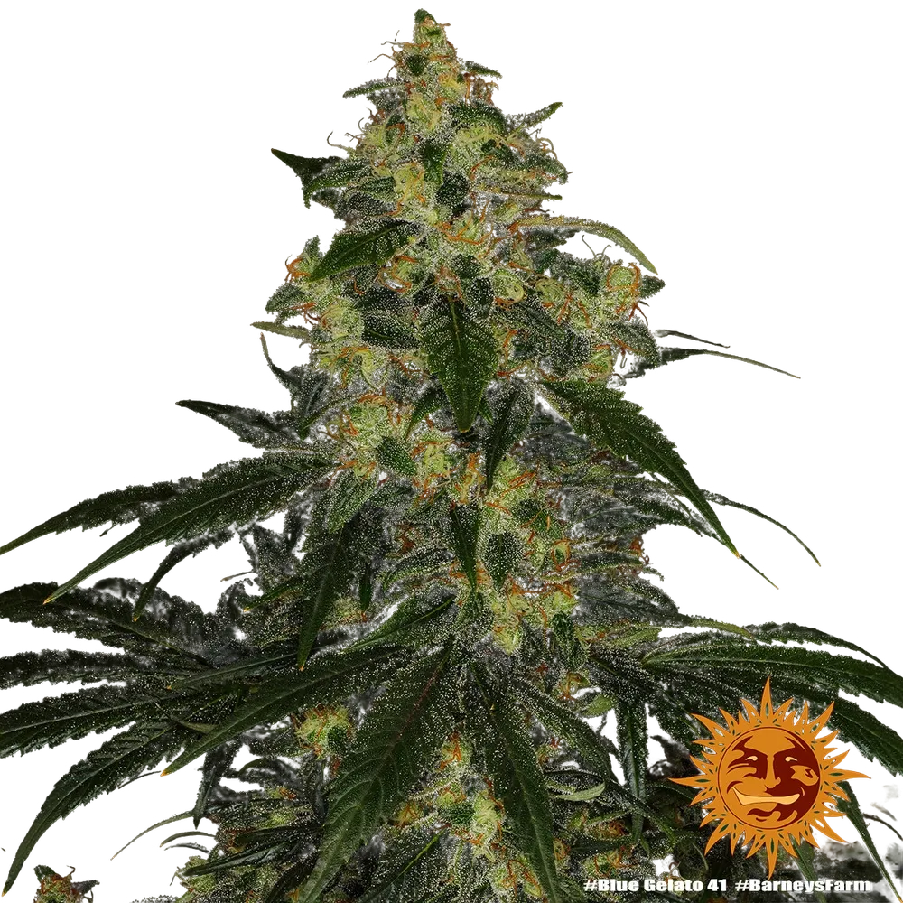 Blue Gelato 41 | PHOTOFEM | Barneys Farm - Freigestellt 2026-05-22