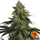 Blue Gelato 41 | PHOTOFEM | Barneys Farm - Freigestellt 2026-05-22