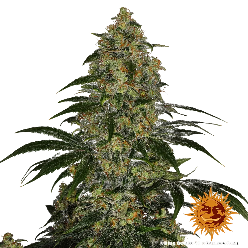 Blue Gelato 41 | PHOTOFEM | Barneys Farm - Freigestellt 2026-05-22
