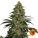 Blue Gelato 41 | PHOTOFEM | Barneys Farm - Freigestellt 2026-05-22