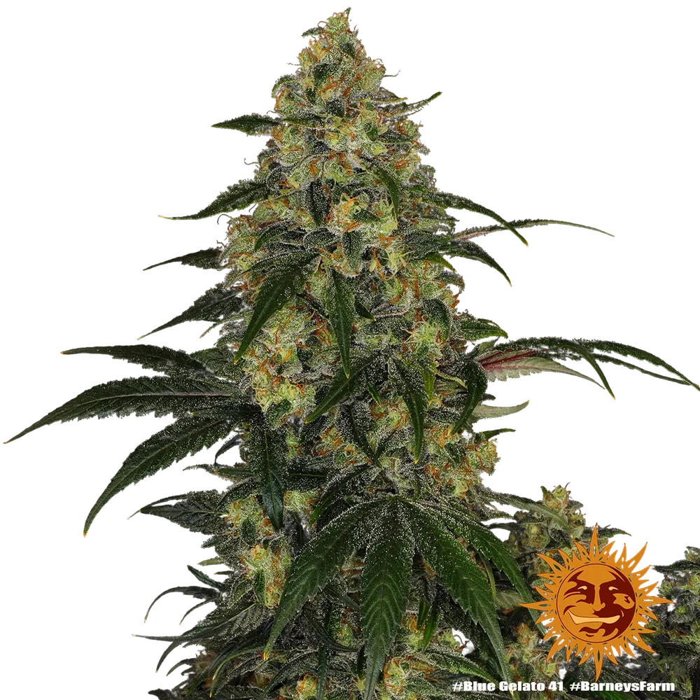 Blue Gelato 41 | PHOTOFEM | Barneys Farm - Freigestellt 2026-05-22