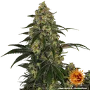 Blue Gelato 41 | PHOTOFEM | Barneys Farm - Freigestellt 2026-05-22