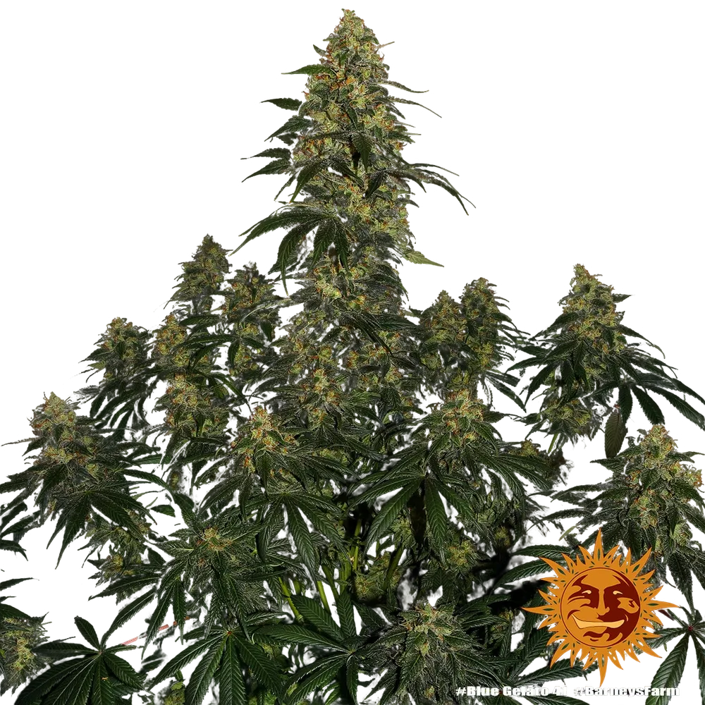 Blue Gelato 41 | PHOTOFEM | Barneys Farm - Freigestellt 2026-05-22