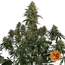 Blue Gelato 41 | PHOTOFEM | Barneys Farm - Freigestellt 2026-05-22