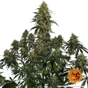Blue Gelato 41 | PHOTOFEM | Barneys Farm - Freigestellt 2026-05-22