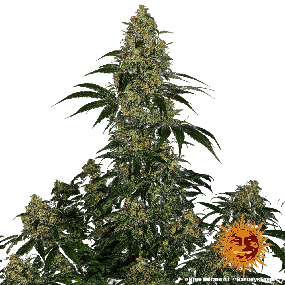 Blue Gelato 41 | PHOTOFEM | Barneys Farm - Freigestellt 2026-05-22