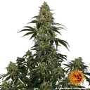 Blue Gelato 41 | PHOTOFEM | Barneys Farm - Freigestellt 2026-05-22