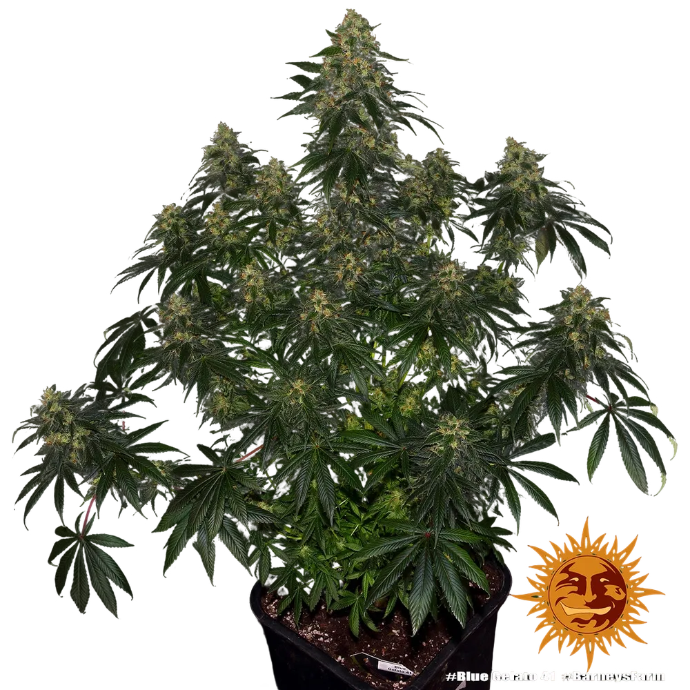 Blue Gelato 41 | PHOTOFEM | Barneys Farm - Freigestellt 2026-05-22