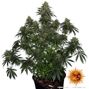 Blue Gelato 41 | PHOTOFEM | Barneys Farm - Freigestellt 2026-05-22
