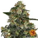 Blue Gelato 41 | PHOTOFEM | Barneys Farm - Freigestellt 2026-05-22