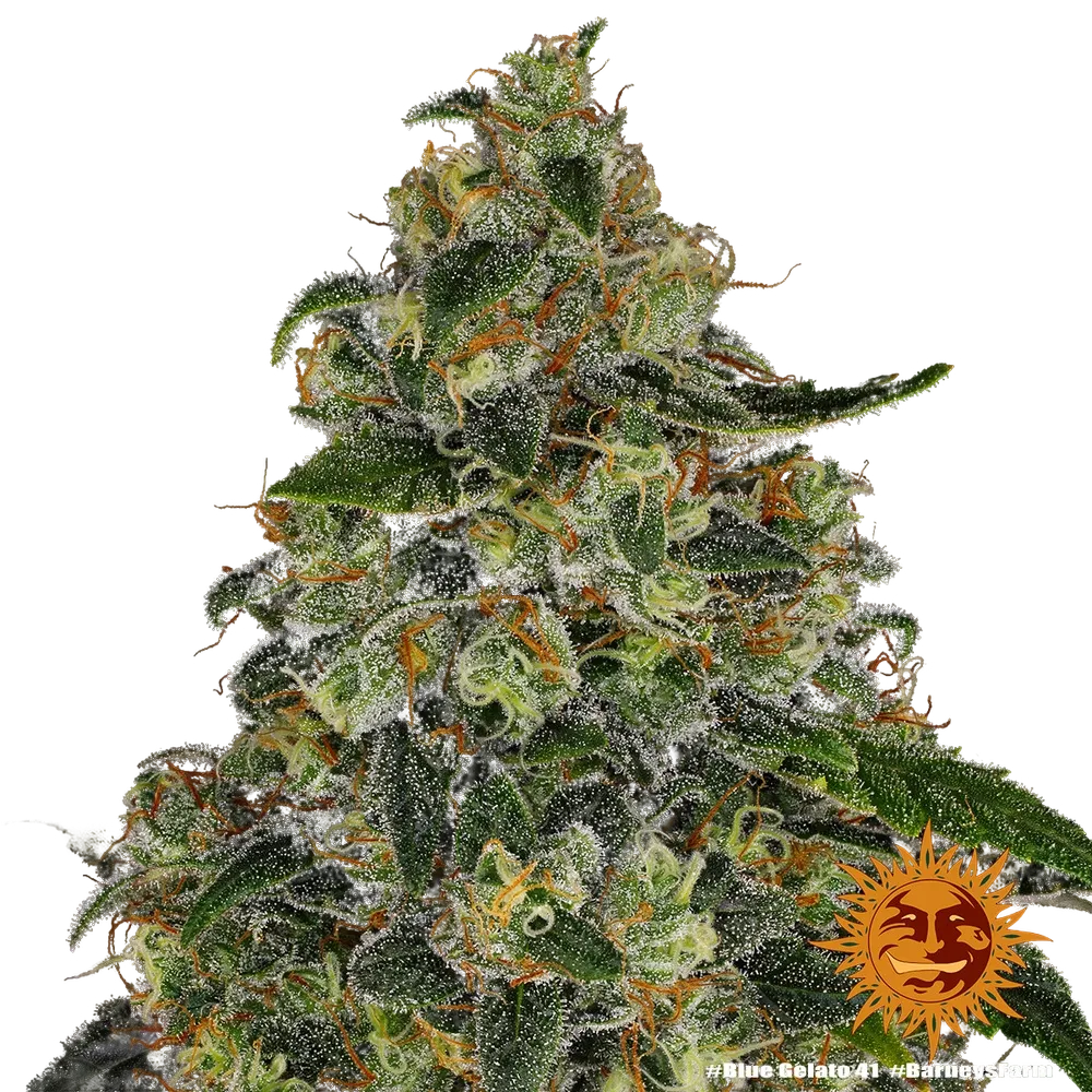 Blue Gelato 41 | PHOTOFEM | Barneys Farm - Freigestellt 2026-05-22