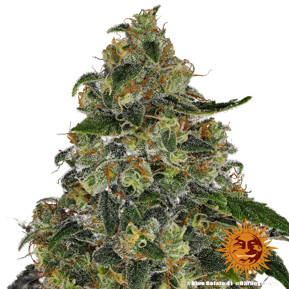 Blue Gelato 41 | PHOTOFEM | Barneys Farm - Freigestellt 2026-05-22