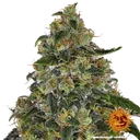 Blue Gelato 41 | PHOTOFEM | Barneys Farm - Freigestellt 2026-05-22