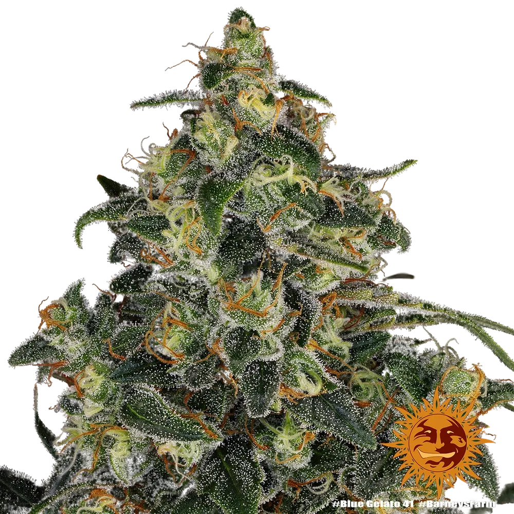Blue Gelato 41 | PHOTOFEM | Barneys Farm - Freigestellt 2026-05-22