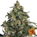 Blue Gelato 41 | PHOTOFEM | Barneys Farm - Freigestellt 2026-05-22