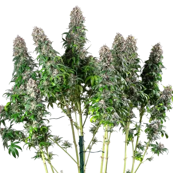 Blue Mystic | PHOTOFEM | Royal Queen Seeds - Freigestellt 2026-05-22