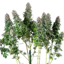 Blue Mystic | PHOTOFEM | Royal Queen Seeds - Freigestellt 2026-05-22