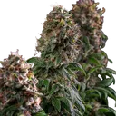 Blue Mystic | PHOTOFEM | Royal Queen Seeds - Freigestellt 2026-05-22