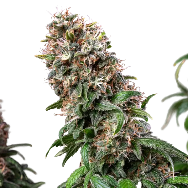 Blue Mystic | PHOTOFEM | Royal Queen Seeds - Freigestellt 2026-05-22