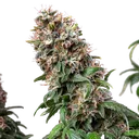 Blue Mystic | PHOTOFEM | Royal Queen Seeds - Freigestellt 2026-05-22