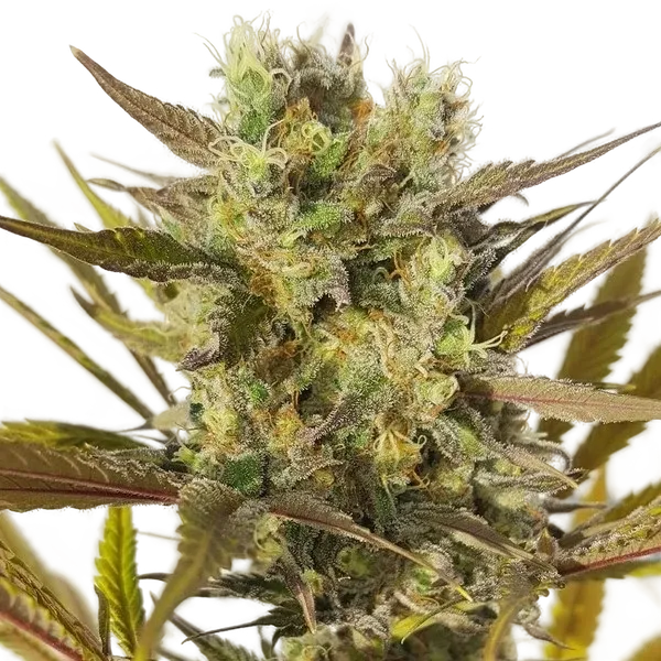 Blue Mystic | PHOTOFEM | Royal Queen Seeds - Freigestellt 2026-05-22