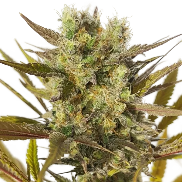 Blue Mystic | PHOTOFEM | Royal Queen Seeds - Freigestellt 2026-05-22