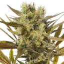 Blue Mystic | PHOTOFEM | Royal Queen Seeds - Freigestellt 2026-05-22