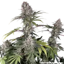 Amnesia Haze | PHOTOFEM | Barneys Farm - Freigestellt 2026-05-31