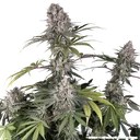 Amnesia Haze | PHOTOFEM | Barneys Farm - Freigestellt 2026-05-31