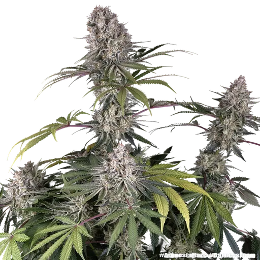 Amnesia Haze | PHOTOFEM | Barneys Farm - Freigestellt 2026-05-31