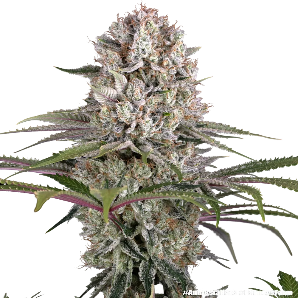 Amnesia Haze | PHOTOFEM | Barneys Farm - Freigestellt 2026-05-31