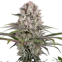 Amnesia Haze | PHOTOFEM | Barneys Farm - Freigestellt 2026-05-31