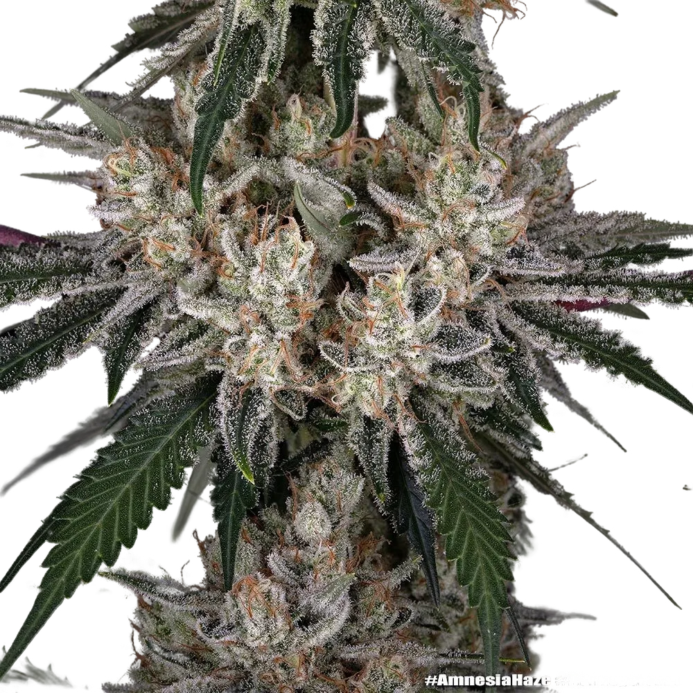 Amnesia Haze | PHOTOFEM | Barneys Farm - Freigestellt 2026-05-31