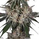 Amnesia Haze | PHOTOFEM | Barneys Farm - Freigestellt 2026-05-31